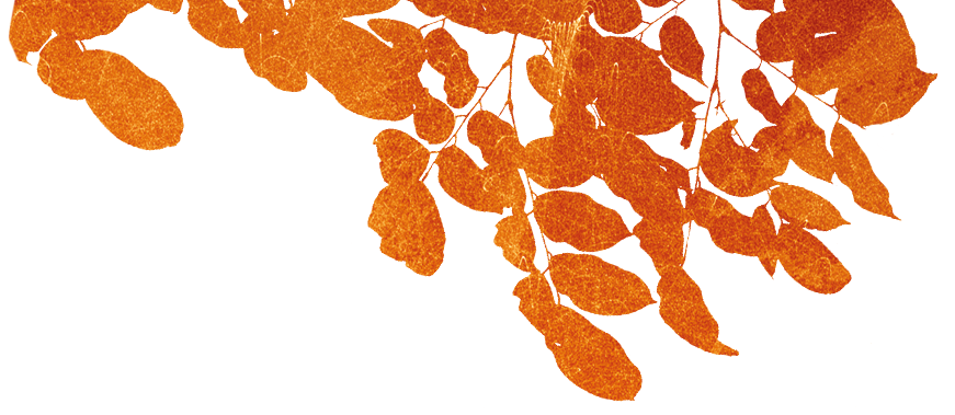 Border leaves decoration